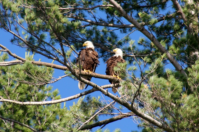 Two eagles perched on a pine branch