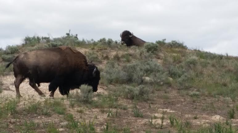 My First Ride through the Bison Range