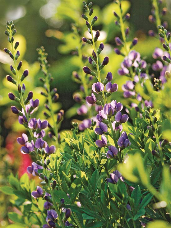 Rabbit Resistant Plants Home Tips And More