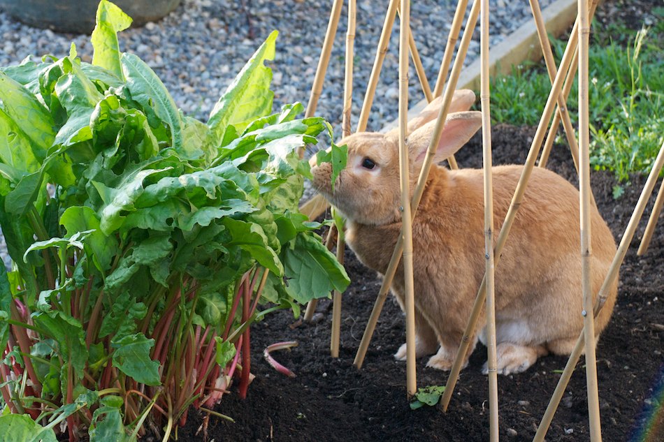 What Can I Plant For Rabbits