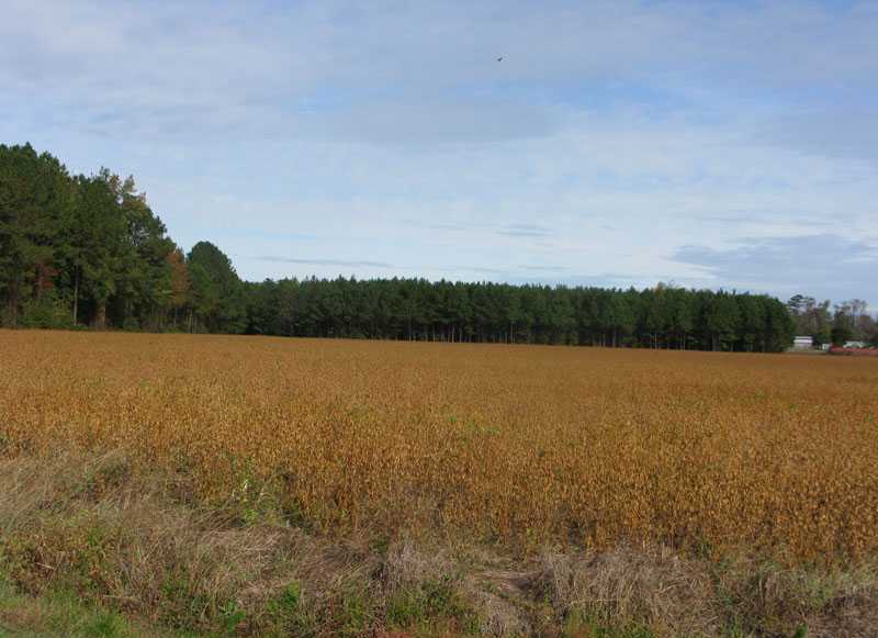 Land in Suffolk! Endless Possibilities!