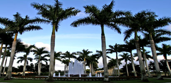 tiburon