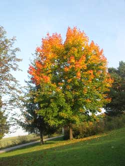 Autumn Tree