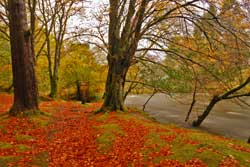Trees and River