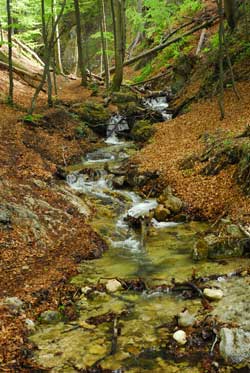 Forest Stream