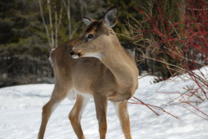 Deer